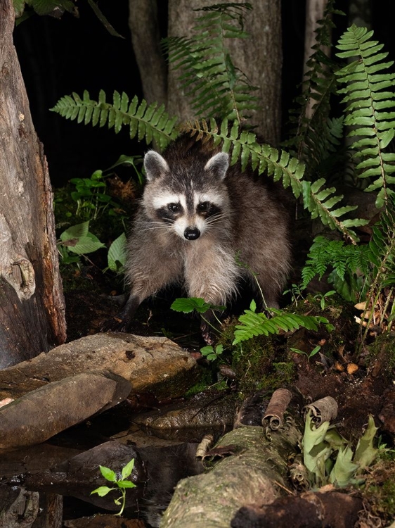 Picture of RACCOON- PENNSYLVANIA- USA