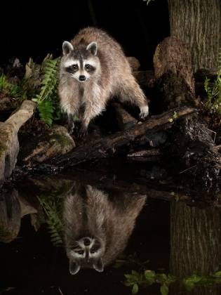 Picture of RACCOON- PENNSYLVANIA- USA