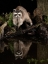 Picture of RACCOON- PENNSYLVANIA- USA