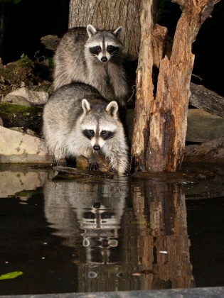 Picture of RACCOON- PENNSYLVANIA- USA