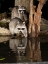 Picture of RACCOON- PENNSYLVANIA- USA