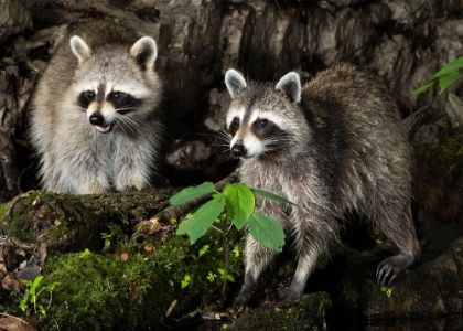 Picture of RACCOON- PENNSYLVANIA- USA