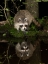 Picture of RACCOON- PENNSYLVANIA- USA