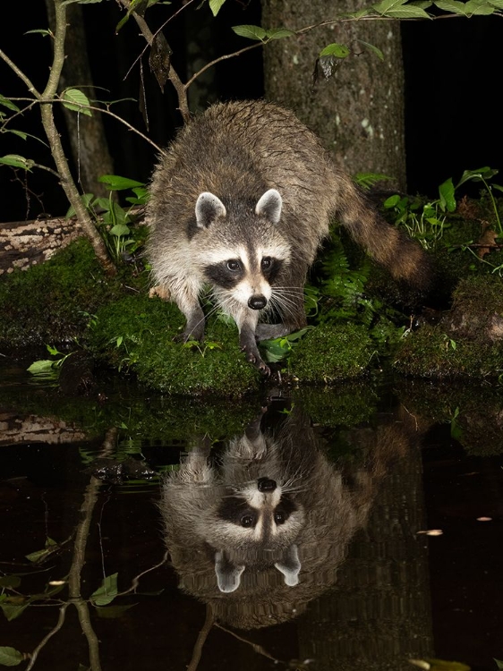 Picture of RACCOON- PENNSYLVANIA- USA