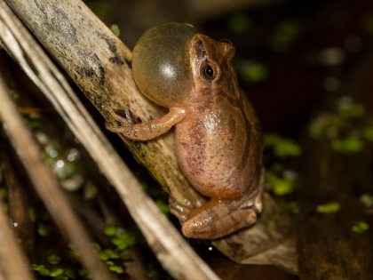 Picture of SPRING PEEPER CALLING- PENNSYLVANIA- USA