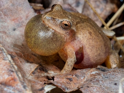 Picture of SPRING PEEPER CALLING- PENNSYLVANIA- USA