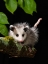 Picture of VIRGINIA OPOSSUM- PENNSYLVANIA- USA.
