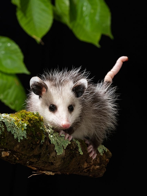 Picture of VIRGINIA OPOSSUM- PENNSYLVANIA- USA.