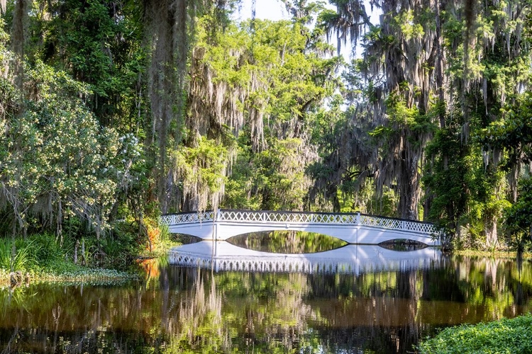 Picture of USA- SOUTH CAROLINA- CHARLESTON. MAGNOLIA PLANTATION