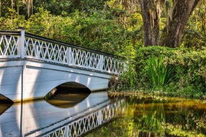 Picture of USA- SOUTH CAROLINA- CHARLESTON. MAGNOLIA PLANTATION