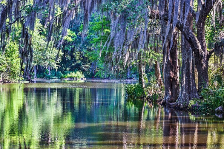 Picture of USA- SOUTH CAROLINA- CHARLESTON. MAGNOLIA PLANTATION