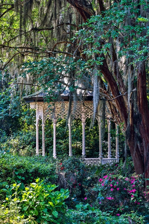 Picture of USA- SOUTH CAROLINA- CHARLESTON. MAGNOLIA PLANTATION