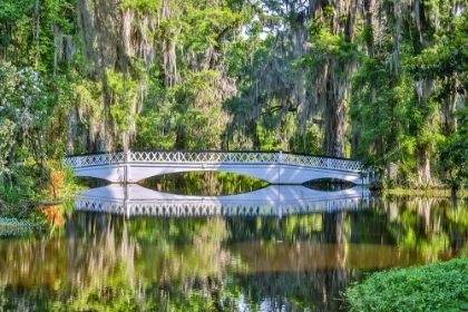 Picture of USA- SOUTH CAROLINA- CHARLESTON. MAGNOLIA PLANTATION