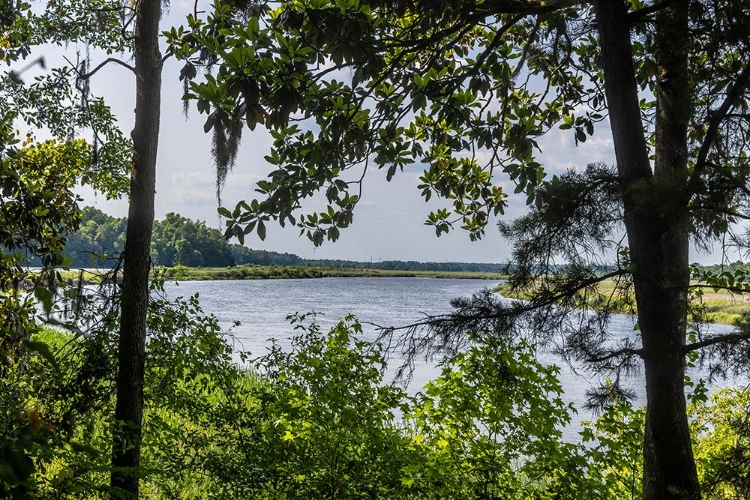 Picture of USA- SOUTH CAROLINA- CHARLESTON. MIDDLETON PLANTATION