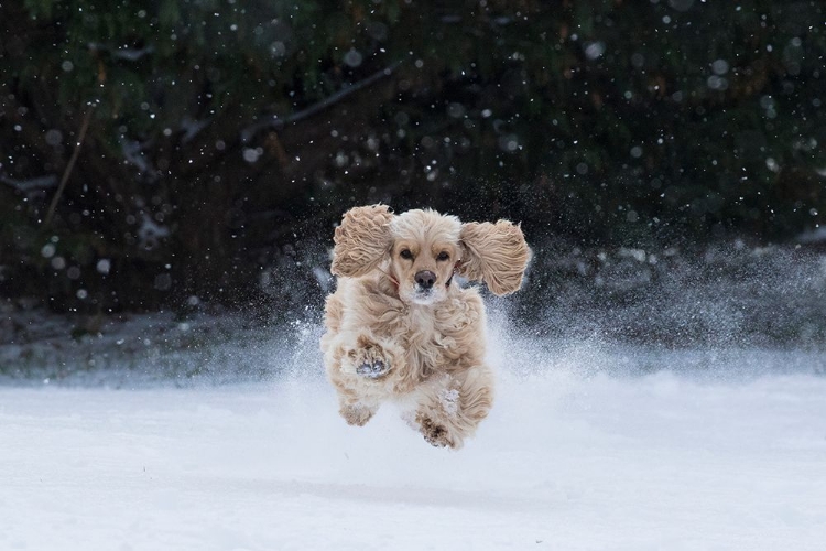Picture of USA- TENNESSEE. COCKER SPANIEL RUNNING IN THE SNOW.