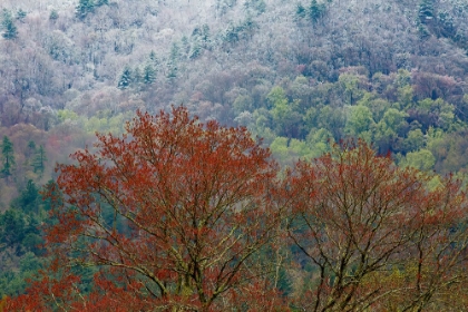 Picture of USA- TENNESSEE. GREAT SMOKY MOUNTAINS NATIONAL PARK WITH LATE SPRINGTIME SNOW