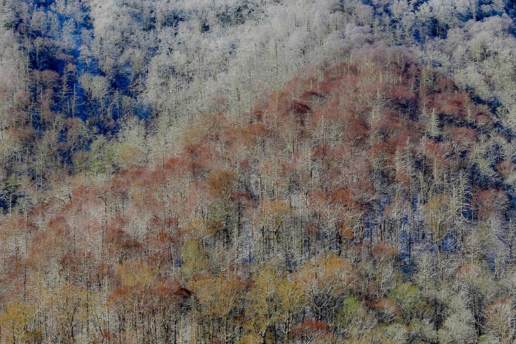 Picture of USA- TENNESSEE. GREAT SMOKY MOUNTAINS NATIONAL PARK WITH LATE SPRINGTIME SNOW