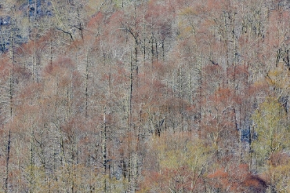 Picture of USA- TENNESSEE. GREAT SMOKY MOUNTAINS NATIONAL PARK WITH LATE SPRINGTIME SNOW