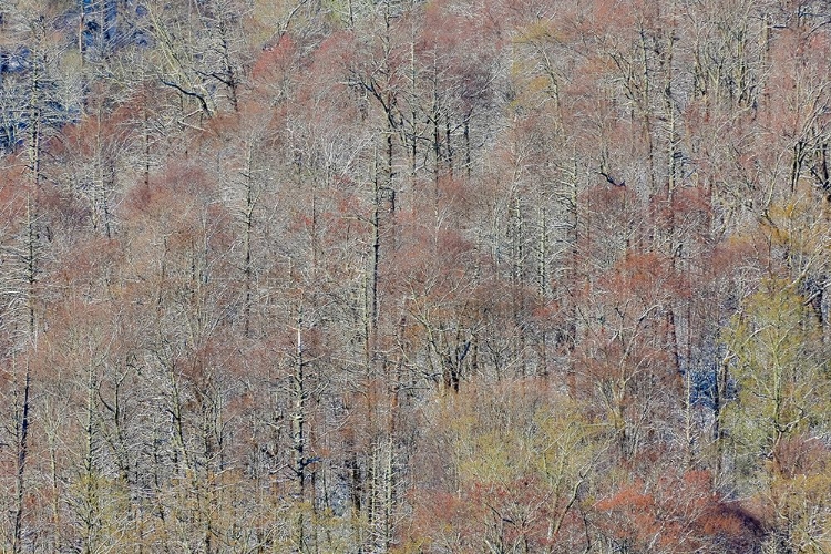 Picture of USA- TENNESSEE. GREAT SMOKY MOUNTAINS NATIONAL PARK WITH LATE SPRINGTIME SNOW