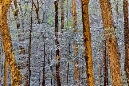 Picture of USA- TENNESSEE. GREAT SMOKY MOUNTAINS NATIONAL PARK WITH LATE SPRINGTIME SNOW