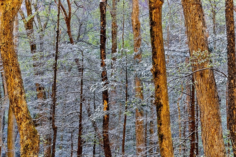 Picture of USA- TENNESSEE. GREAT SMOKY MOUNTAINS NATIONAL PARK WITH LATE SPRINGTIME SNOW