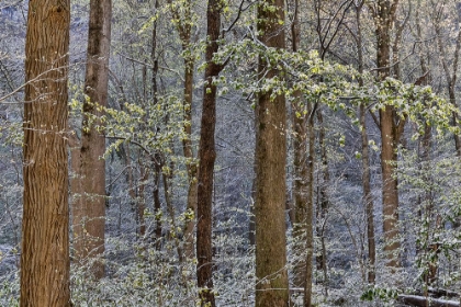 Picture of USA- TENNESSEE. GREAT SMOKY MOUNTAINS NATIONAL PARK WITH LATE SPRINGTIME SNOW