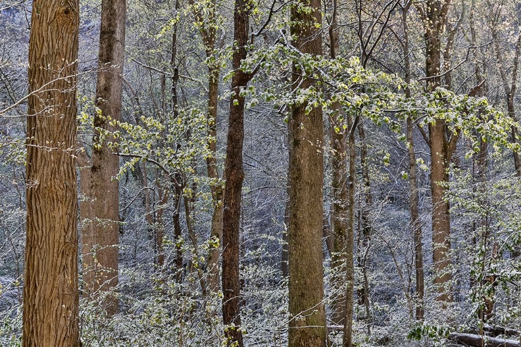 Picture of USA- TENNESSEE. GREAT SMOKY MOUNTAINS NATIONAL PARK WITH LATE SPRINGTIME SNOW