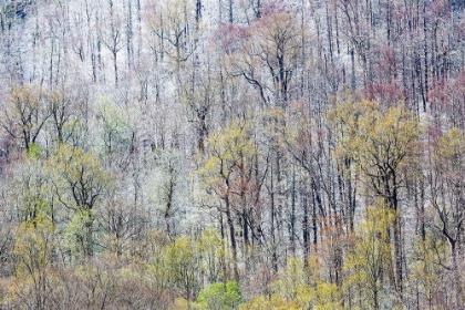Picture of USA- TENNESSEE. GREAT SMOKY MOUNTAINS NATIONAL PARK WITH LATE SPRINGTIME SNOW