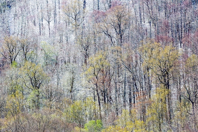 Picture of USA- TENNESSEE. GREAT SMOKY MOUNTAINS NATIONAL PARK WITH LATE SPRINGTIME SNOW