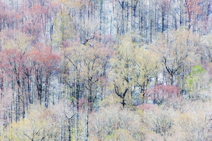 Picture of USA- TENNESSEE. GREAT SMOKY MOUNTAINS NATIONAL PARK WITH LATE SPRINGTIME SNOW