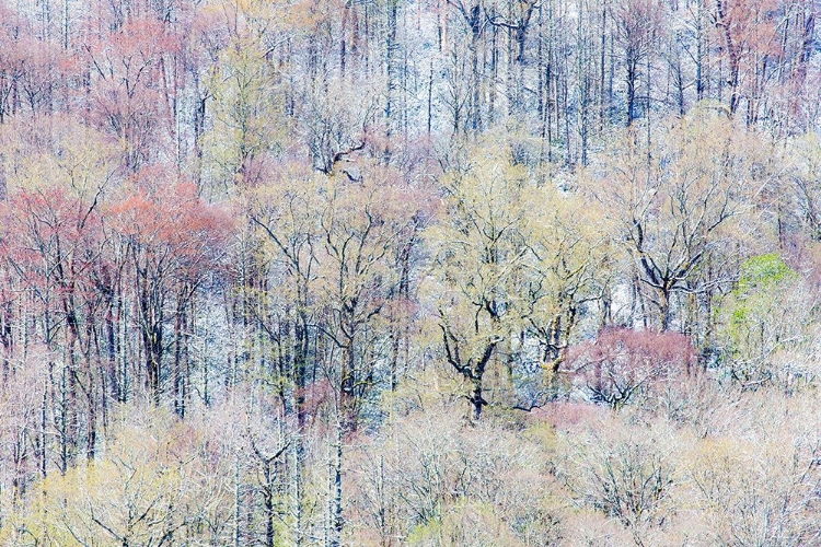 Picture of USA- TENNESSEE. GREAT SMOKY MOUNTAINS NATIONAL PARK WITH LATE SPRINGTIME SNOW