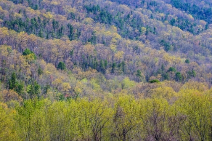 Picture of USA- TENNESSEE. GREAT SMOKY MOUNTAINS NATIONAL PARK SPRINGTIME WITH HARDWOOD FOREST BUDDING OUT