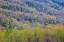 Picture of USA- TENNESSEE. GREAT SMOKY MOUNTAINS NATIONAL PARK SPRINGTIME WITH HARDWOOD FOREST BUDDING OUT