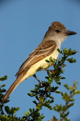 Picture of BROWN-CRESTED FLYCATCHER ON BRANCH- SOUTH TEXAS- USA