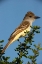 Picture of BROWN-CRESTED FLYCATCHER ON BRANCH- SOUTH TEXAS- USA