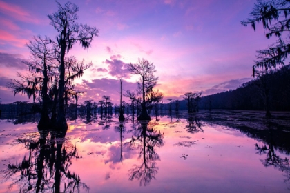 Picture of CADDO LAKE AT SUNRISE