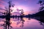 Picture of CADDO LAKE AT SUNRISE