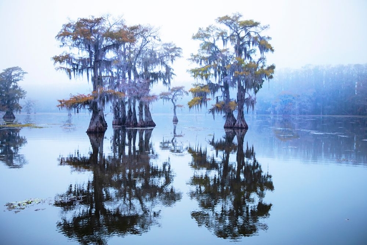 Picture of CADDO LAKE MORNING