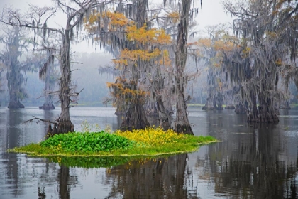 Picture of CADDO LAKE MORNING