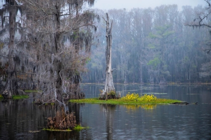 Picture of CADDO LAKE MORNING