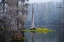 Picture of CADDO LAKE MORNING