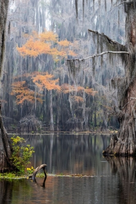 Picture of CADDO LAKE- TEXAS