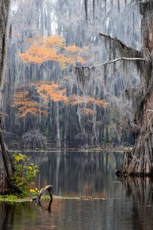 Picture of CADDO LAKE- TEXAS