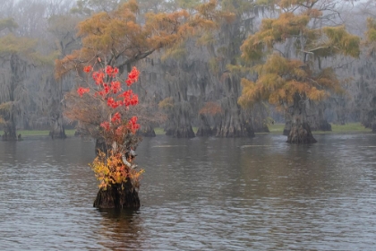 Picture of CADDO LAKE- TEXAS WITH CHINESE TALLOW IN FALL COLOR