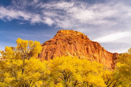 Picture of USA- UTAH- CAPITOL REEF NATIONAL PARK. RED ROCK FORMATION AND FALL COTTONWOOD TREES.