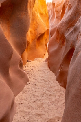 Picture of USA- UTAH- GRAND STAIRCASE ESCALANTE NATIONAL MONUMENT. BIGHORN CANYON TRAIL.