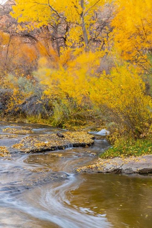 Picture of USA- UTAH- CALF CREEK RECREATION AREA IN AUTUMN.