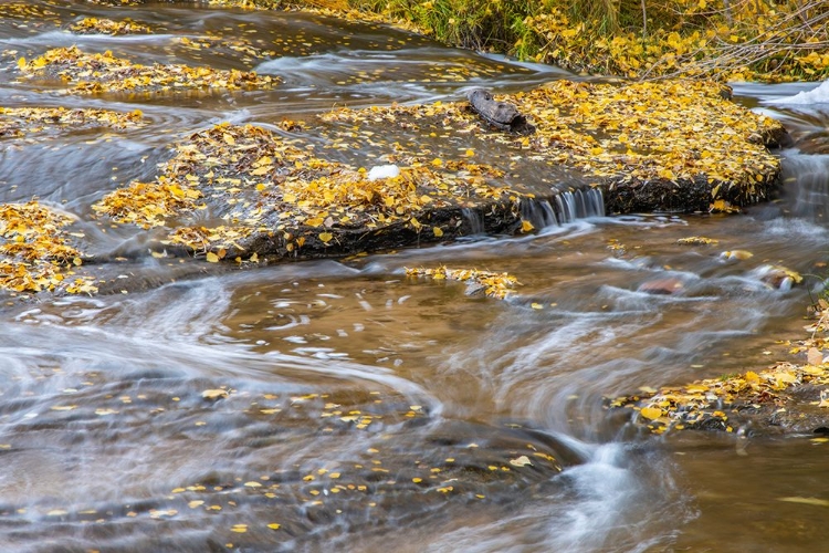 Picture of USA- UTAH- CALF CREEK RECREATION AREA IN AUTUMN.