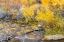 Picture of USA- UTAH- CALF CREEK RECREATION AREA IN AUTUMN.