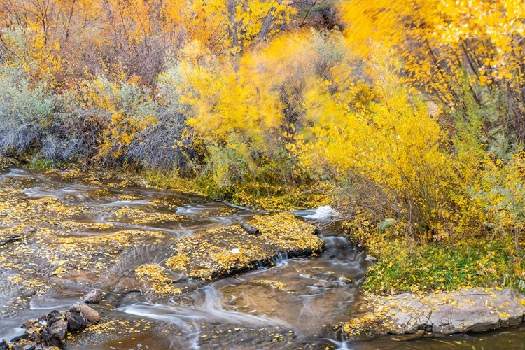 Picture of USA- UTAH- CALF CREEK RECREATION AREA IN AUTUMN.